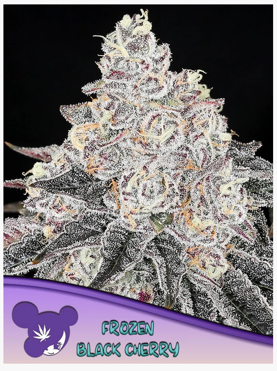 Frozen Black Cherry®